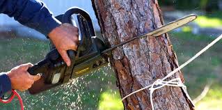 Best Tree Removal Services  in West Falls Church, VA